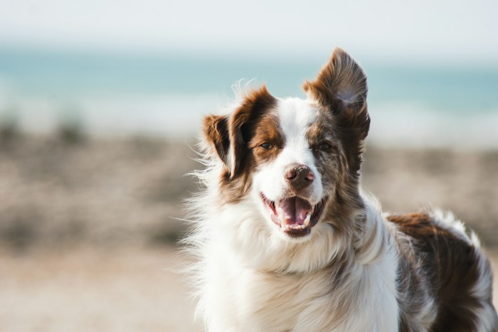 Dog outdoors